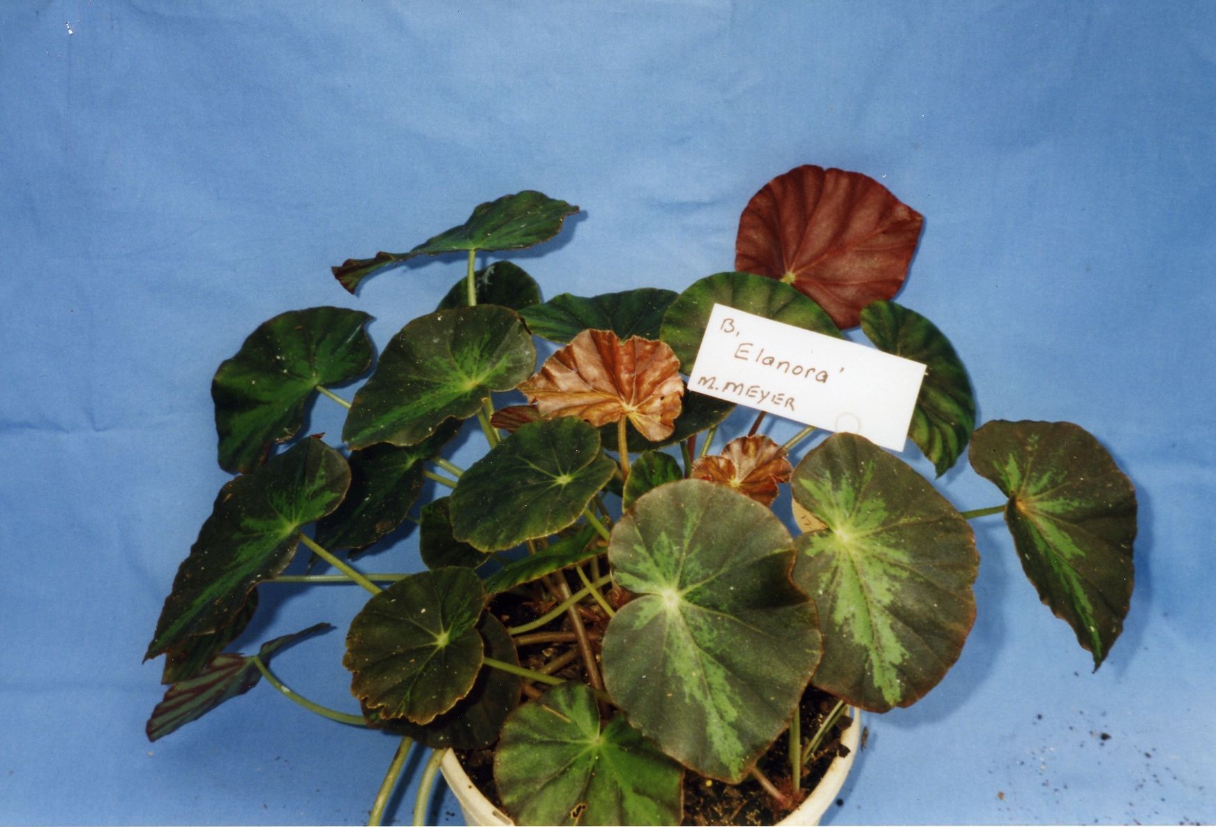 B. ‘Elanora’